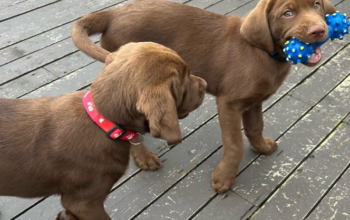 Pure bred chocolate lab puppies