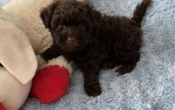 Pure Breed Male Havanese Puppies For Sale