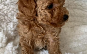 APRICOT SMALL TOY POODLE PUPPIES