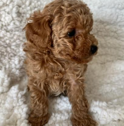APRICOT SMALL TOY POODLE PUPPIES