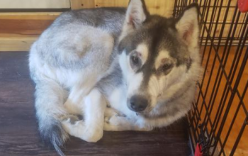 Free to a Good Home – 1 year old Male Siberian Hus