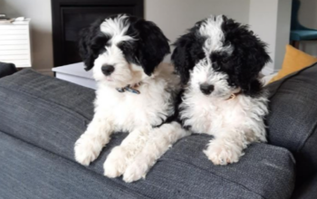 Portuguese Water Dog Puppies for Sale