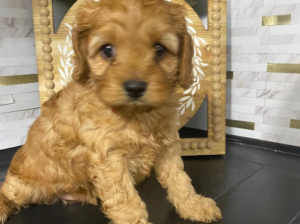 Ruby cavapoo’s for Sale