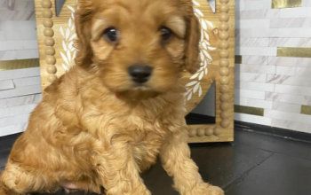 Ruby cavapoo’s for Sale