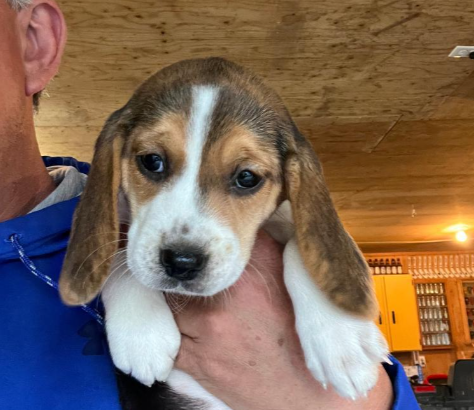 Beagle pup for Sale