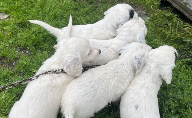 English Setters Puppies For Sale