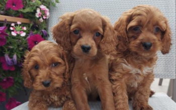 Cockapoo Puppies for Sale