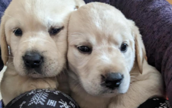 Pure Bred Yellow Labrador Retriever Puppies for Sa