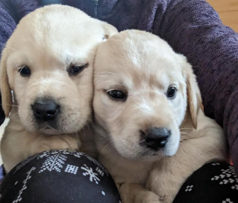 Pure Bred Yellow Labrador Retriever Puppies for Sa