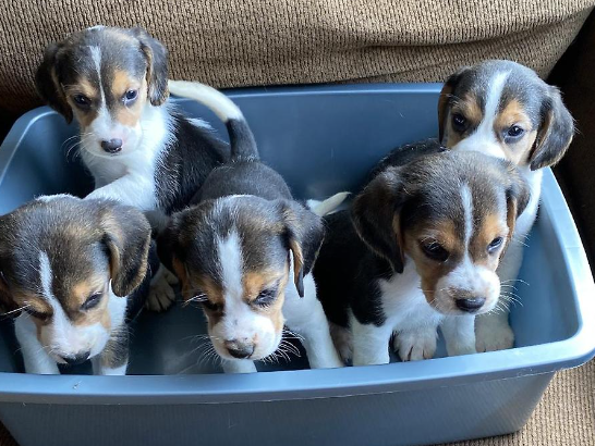 Beagle Puppies 3 females and 2 males for Sale