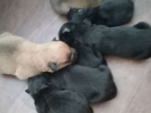 FS: Puppies for Sale