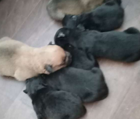 FS: Puppies for Sale