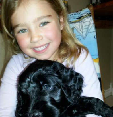 Portuguese Water Dog Puppy for sale
