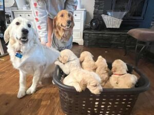 adorable golden retriever puppies ready to go