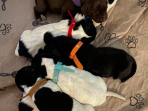 Pointer puppies for Sale in Grand falls-Windsor