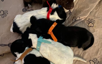 Pointer puppies for Sale in Grand falls-Windsor
