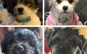 Papitese care-tzu mix puppies for sale