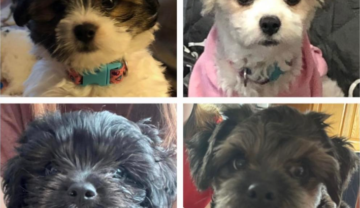 Papitese care-tzu mix puppies for sale