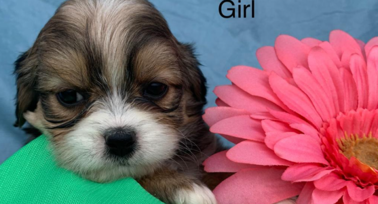 Shih tzu Mix Puppies Available!