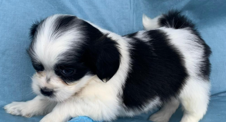 Shih tzu Mix Puppies Available!