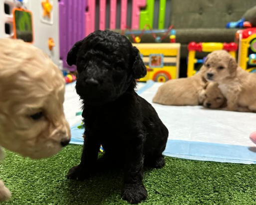 Beautiful Toy Poodle for Sale! One Left
