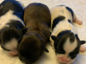 Shih- tzu puppies for sale