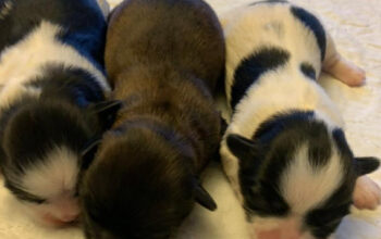 Shih- tzu puppies for sale
