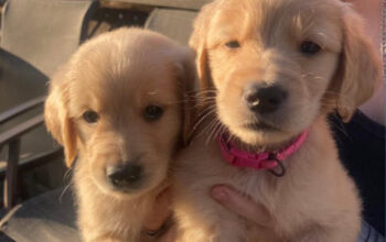 Golden retriever puppies for Sale