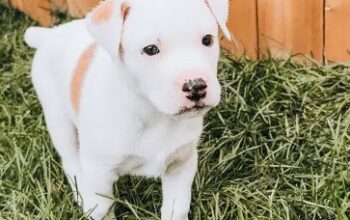 Husky, Siberian Husky, Terrier puppies for sale