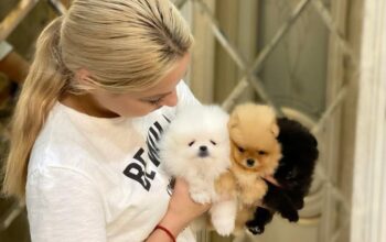 Beautiful Pomeranian puppies for good homes.