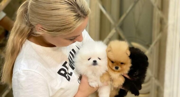 Beautiful Pomeranian puppies for good homes.