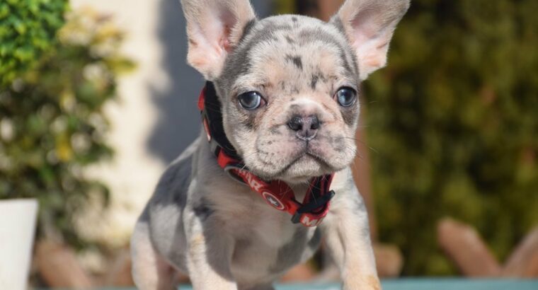 Urgent . french bulldog puppies available
