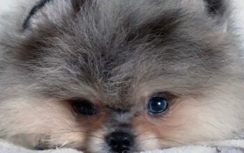 Pomeranian puppies available