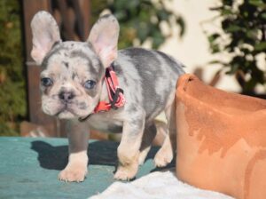 Urgent . french bulldog puppies available