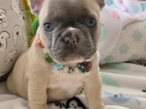 Urgent!. French bulldog puppy available.
