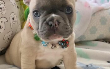 Urgent!. French bulldog puppy available.
