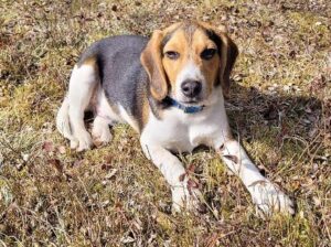 Beagle Male Pup for sale
