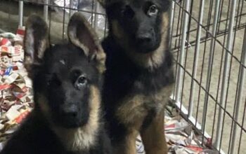 CKC Registered German Shepherd Puppies for sale