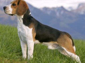 Ltb Beagle for sale