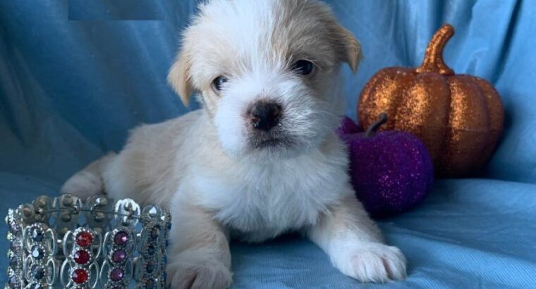 Shih tzu mix puppies available for Sale