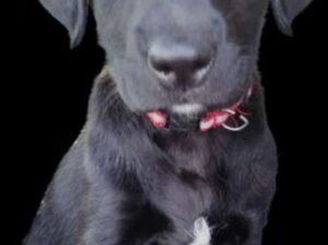 Black Labrador retriever puppy old for Sale