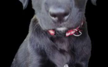 Black Labrador retriever puppy old for Sale