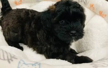 Miniature Whoodle puppys Wheaten poodle for Sale