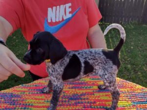 Pointer puppies for Sale