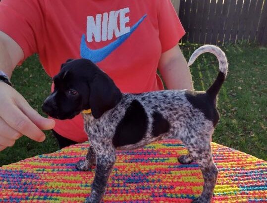 Pointer puppies for Sale