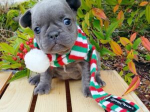 french bulldog puppies available for rehoming