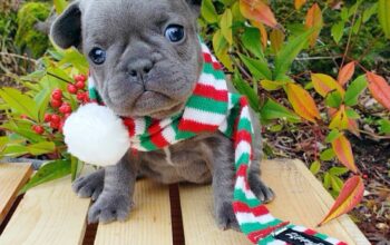 french bulldog puppies available for rehoming