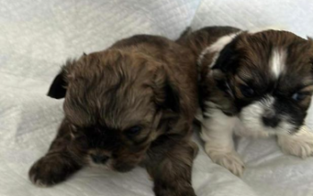 Shitzu puppies fore sale in South River