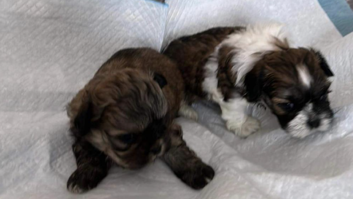 Shitzu puppies fore sale in South River