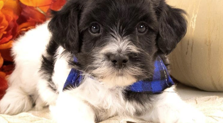 Havanese puppies for sale in edmundston
